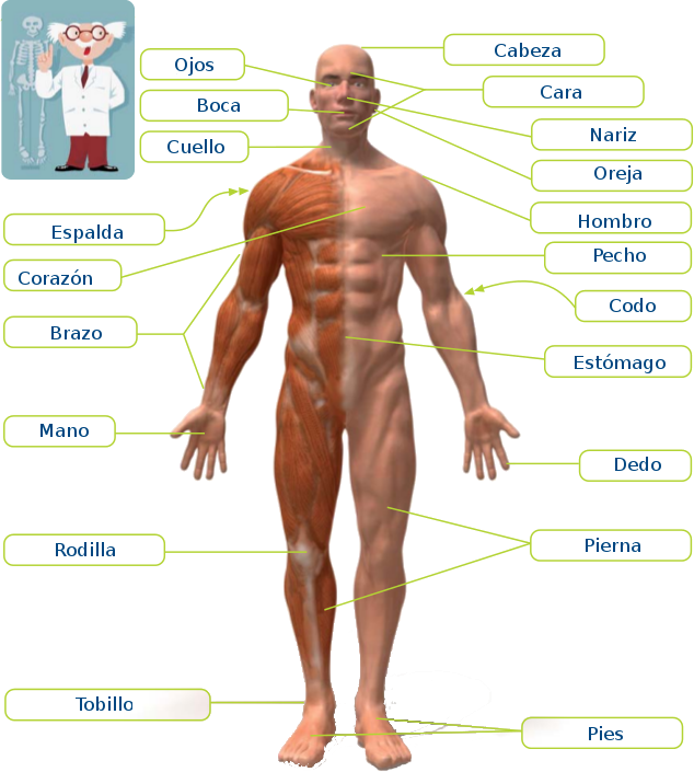 El cuerpo humano El cuerpo humano