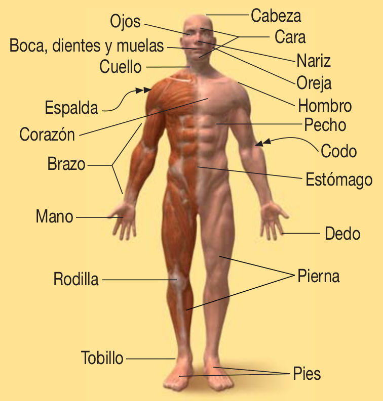 El cuerpo humano El cuerpo humano